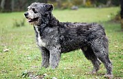 Cão Barbado da Terceira