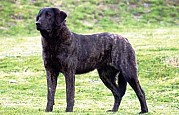 Cão Castro Laboreiro