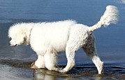 Cão de Agua Português