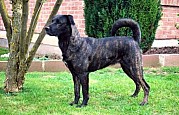 Cão de Fila de São Miguel