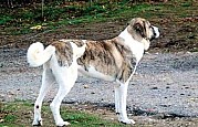 Cão de Gado Transmontano