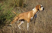 Cão Perdigueiro Português