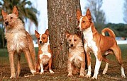 Cão Podengo Português