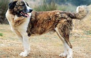 Cão Rafeiro do Alentejo