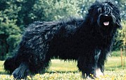 Cão Serra de Aires
