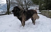 Cão Serra da Estrela