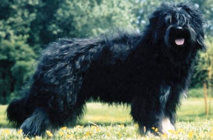Cão Serra de Aires